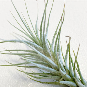 Tillandsia - heteromorpha ex. CC