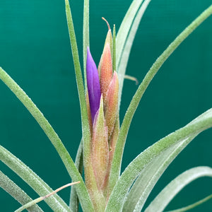 Tillandsia - ionantha x paucifolia ex. CV
