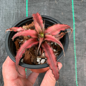 Cryptanthus - Corrine