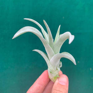 Tillandsia - El Rancho ex. AP