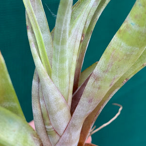 Tillandsia - flexuosa ex. Suriname