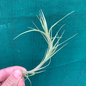 Tillandsia - Chartacea