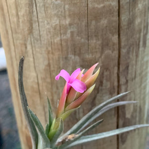 Tillandsia - argentina