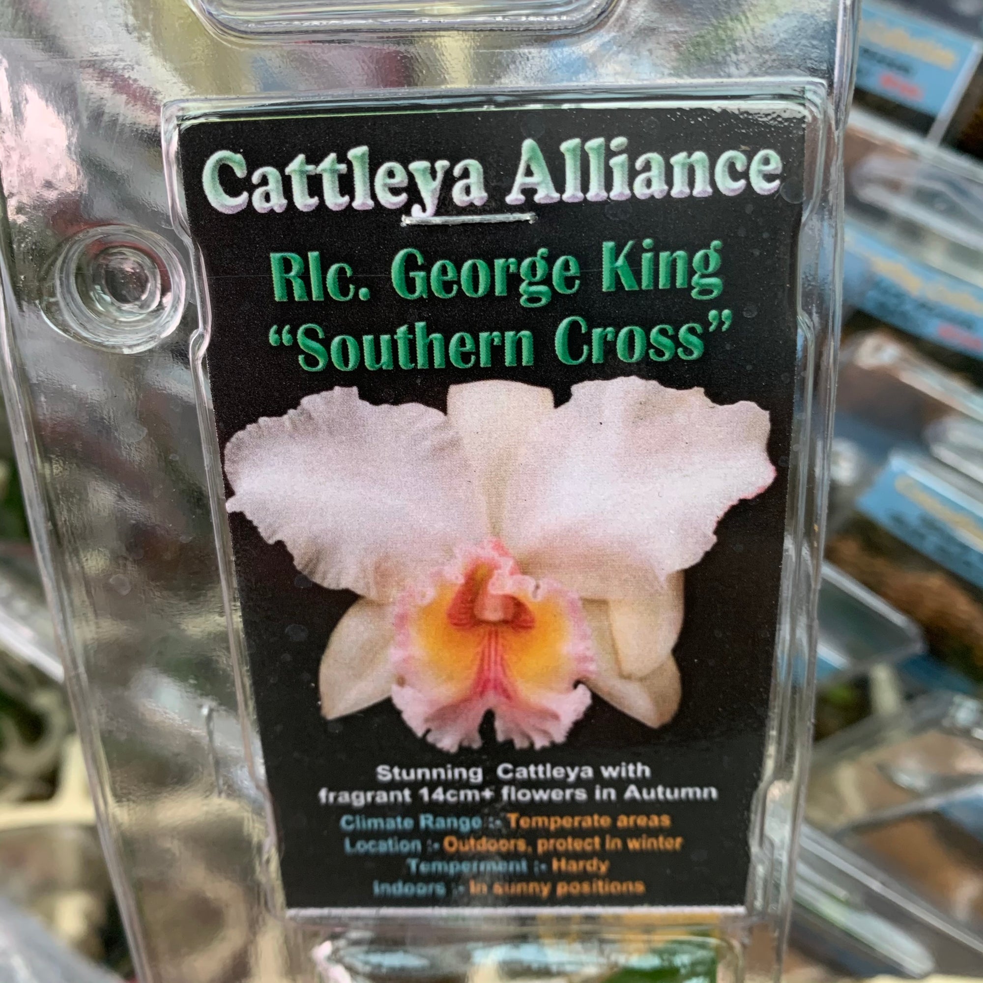 Orchid - Cattleya Alliance ‘Rlc. George King Southern Cross’