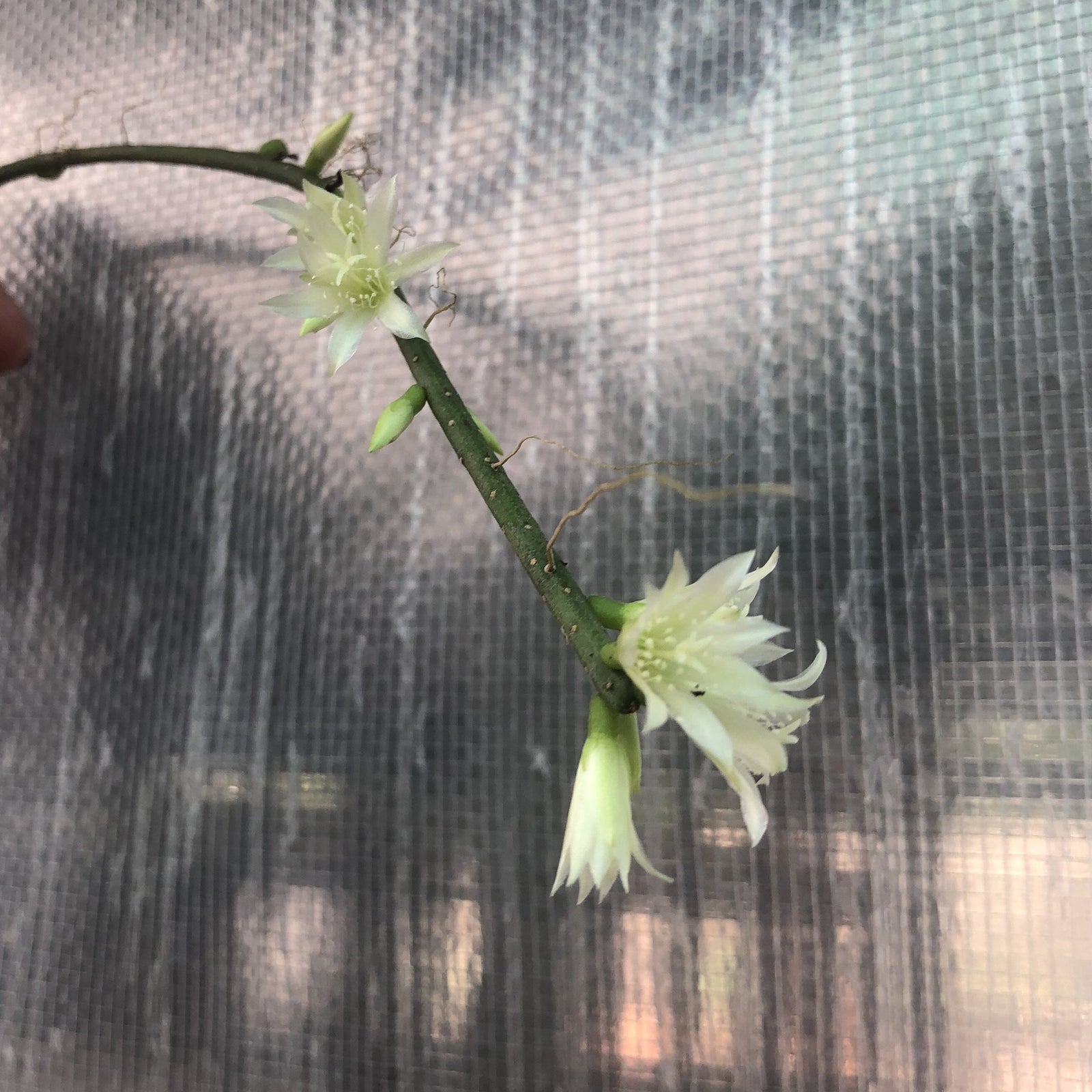 Rhipsalis lumbricoides - R43