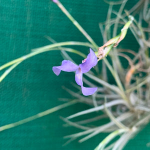 Tillandsia - bandensis ‘Large Form, Blue Flower’ (Fragrant)