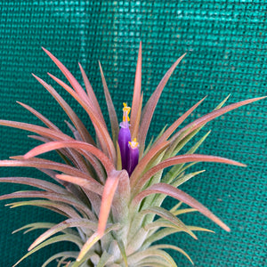 Tillandsia - ionantha ‘APD001’