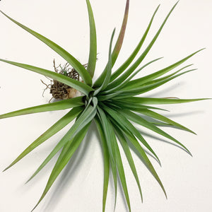 Tillandsia - Velutina