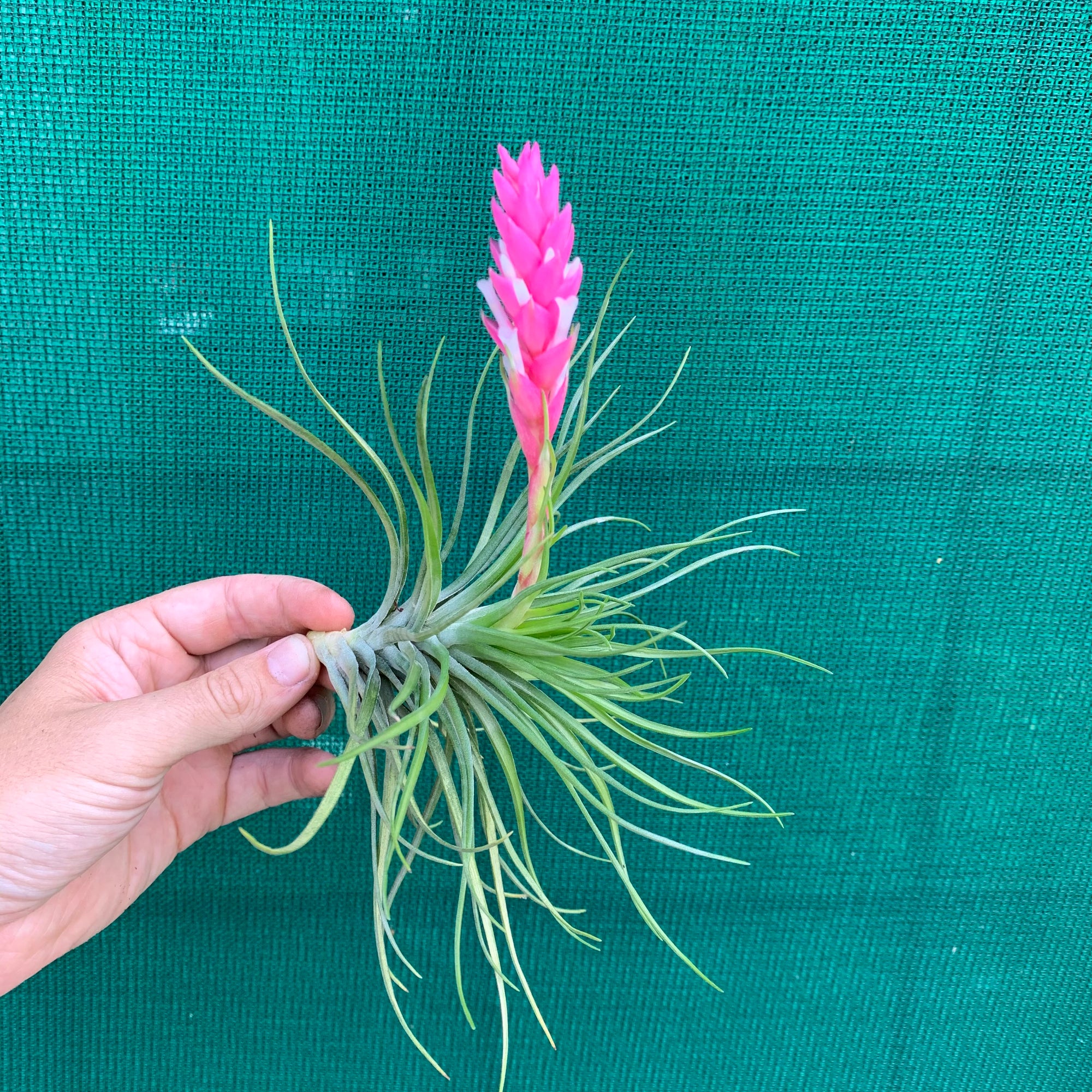 emerald essence air plant Tillandsia - tenuifolia 'Emerald Forest' ex. CC