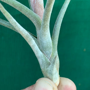 Tillandsia - Arhiza-Juliae X Pruinosa ex. BG