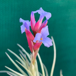 Tillandsia - tenuifolia 'Arturo Isley' ex. JO