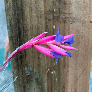 Tillandsia - Aeranthos Small Purple ex. Germany