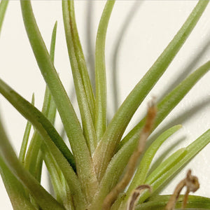 Tillandsia - albertiana ex. CC