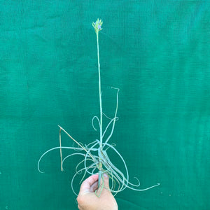 Tillandsia - streptocarpa Len’s Blue x White ex. PT (Fragrant) NEW