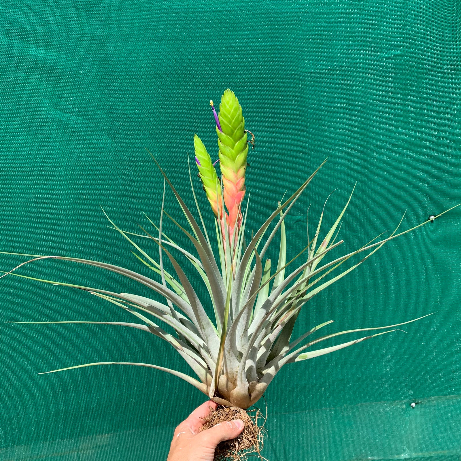Tillandsia - jaliscomonticola