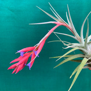 Tillandsia - subsecundifolia x aeranthos Purple ex. PT