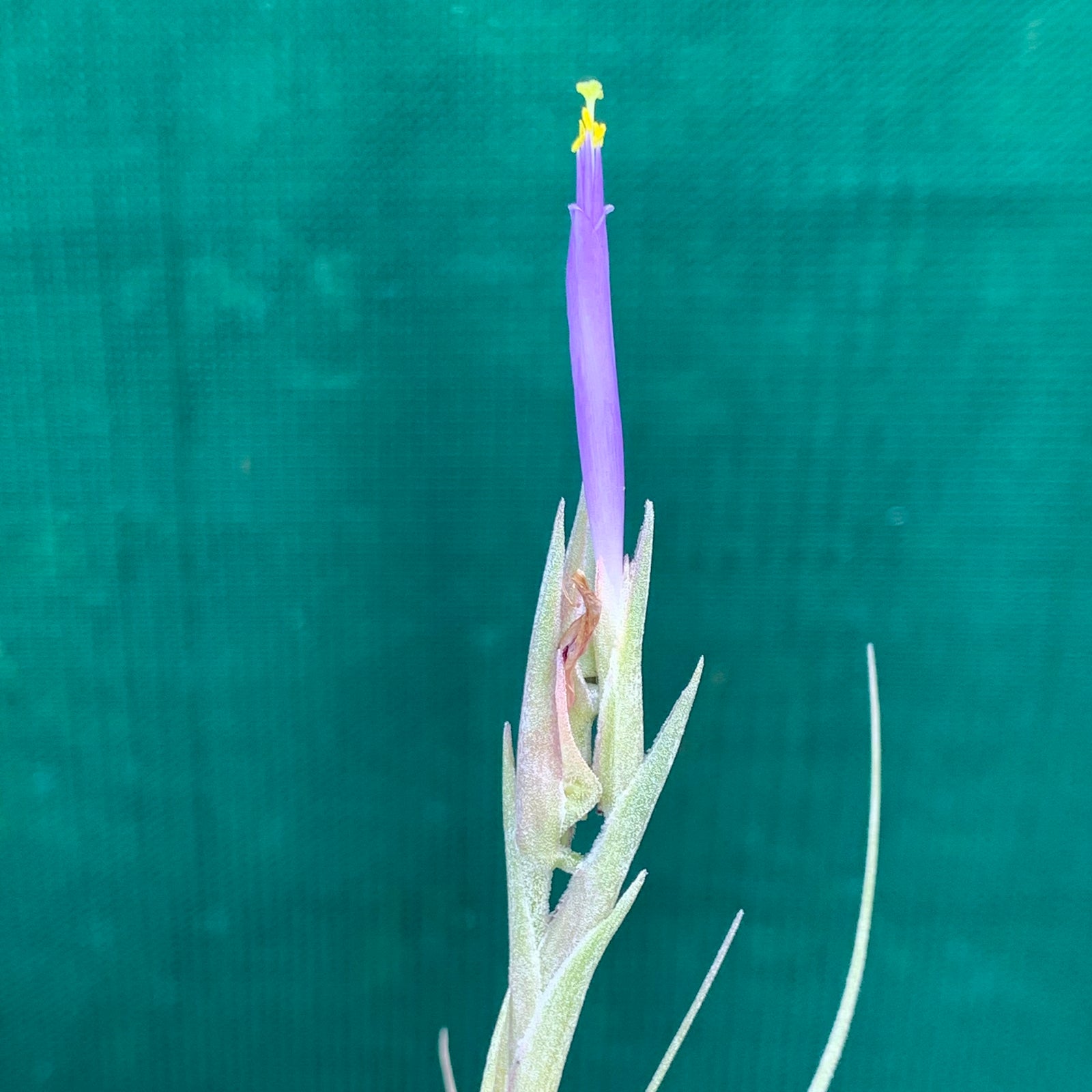 Tillandsia - Halley's Comet