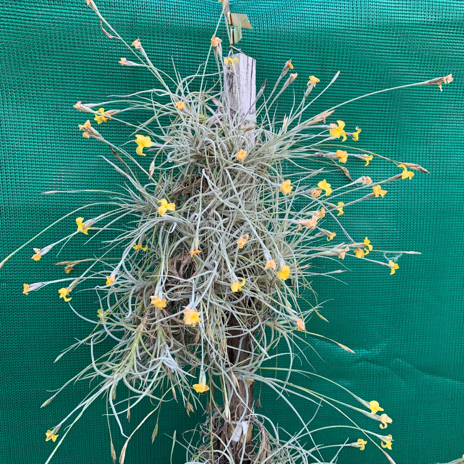 Tillandsia - Tawny Yellow (Fragrant)