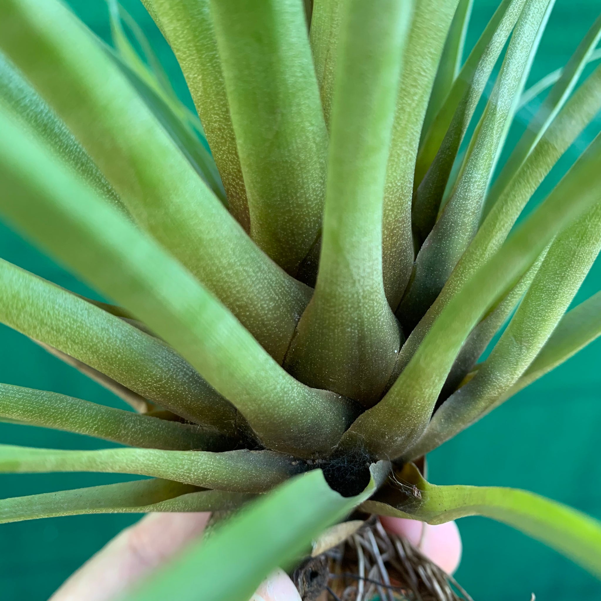 overwatered air plant Tillandsia - tricolor