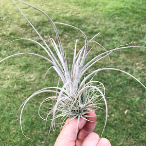 Tillandsia - Pringlei (Wholesale)