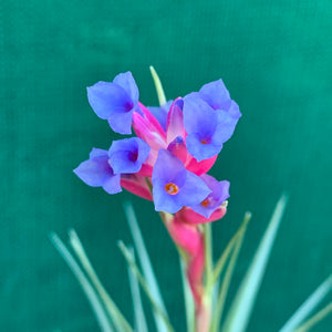 Tillandsia - tenuifolia ‘Giant’ ex. CC