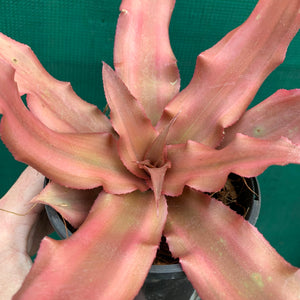 Cryptanthus - Spring Song