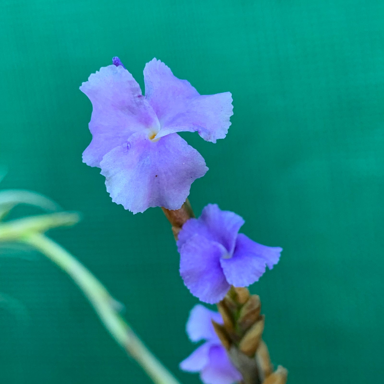Tillandsia - paleacea ‘Giant Form’ ex. PT
