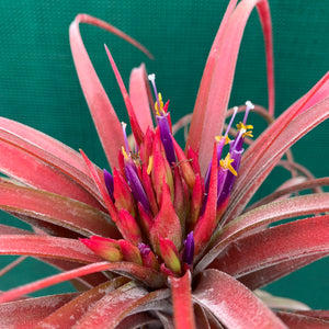 Tillandsia - Eric The Red