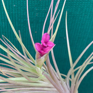 Tillandsia - Mystic Albert