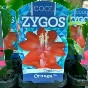 Zygocactus Orange