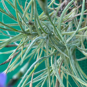 Tillandsia - Baby Blue ex. BG