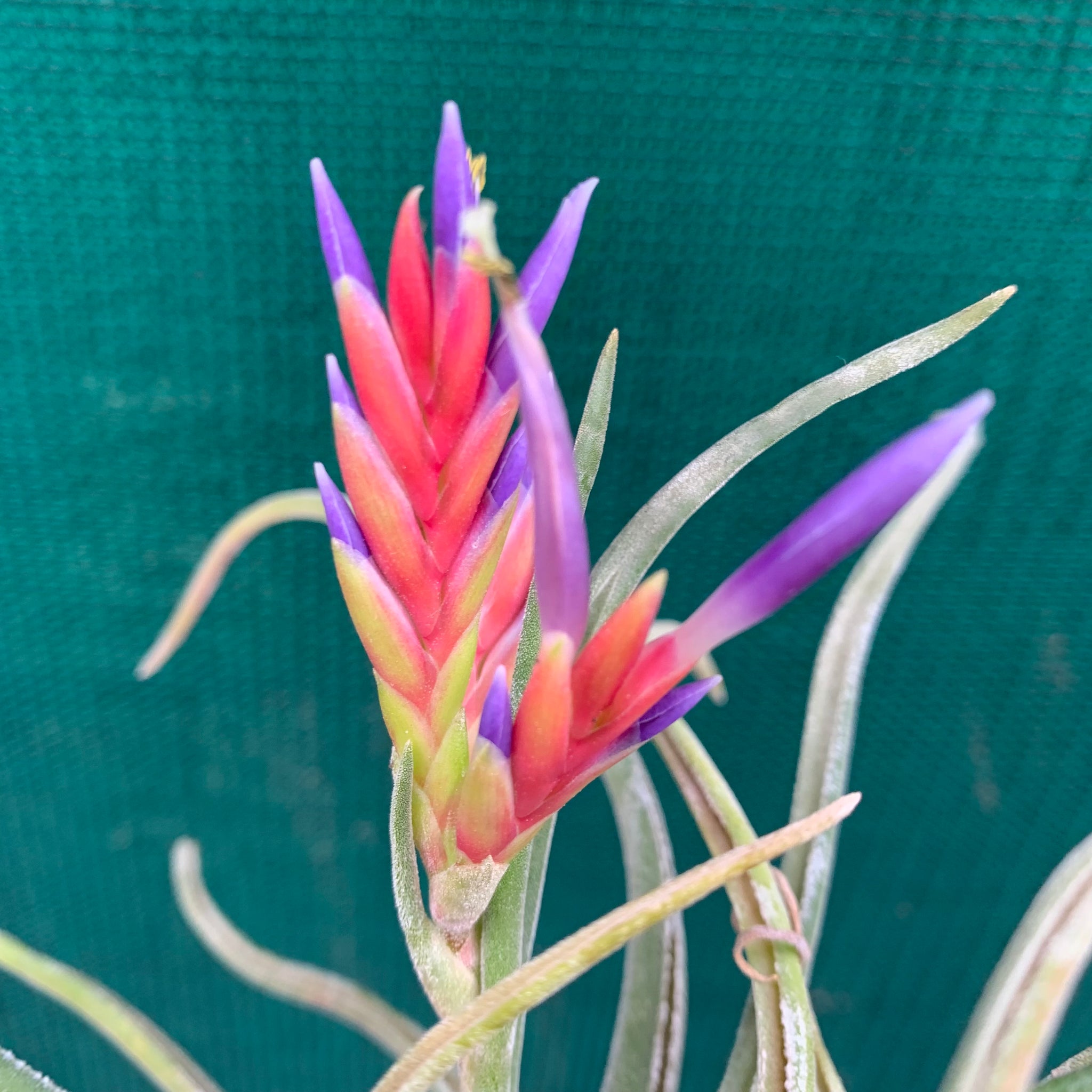 medusa air plant bloom Tillandsia - Twisted Medusa ex. CC