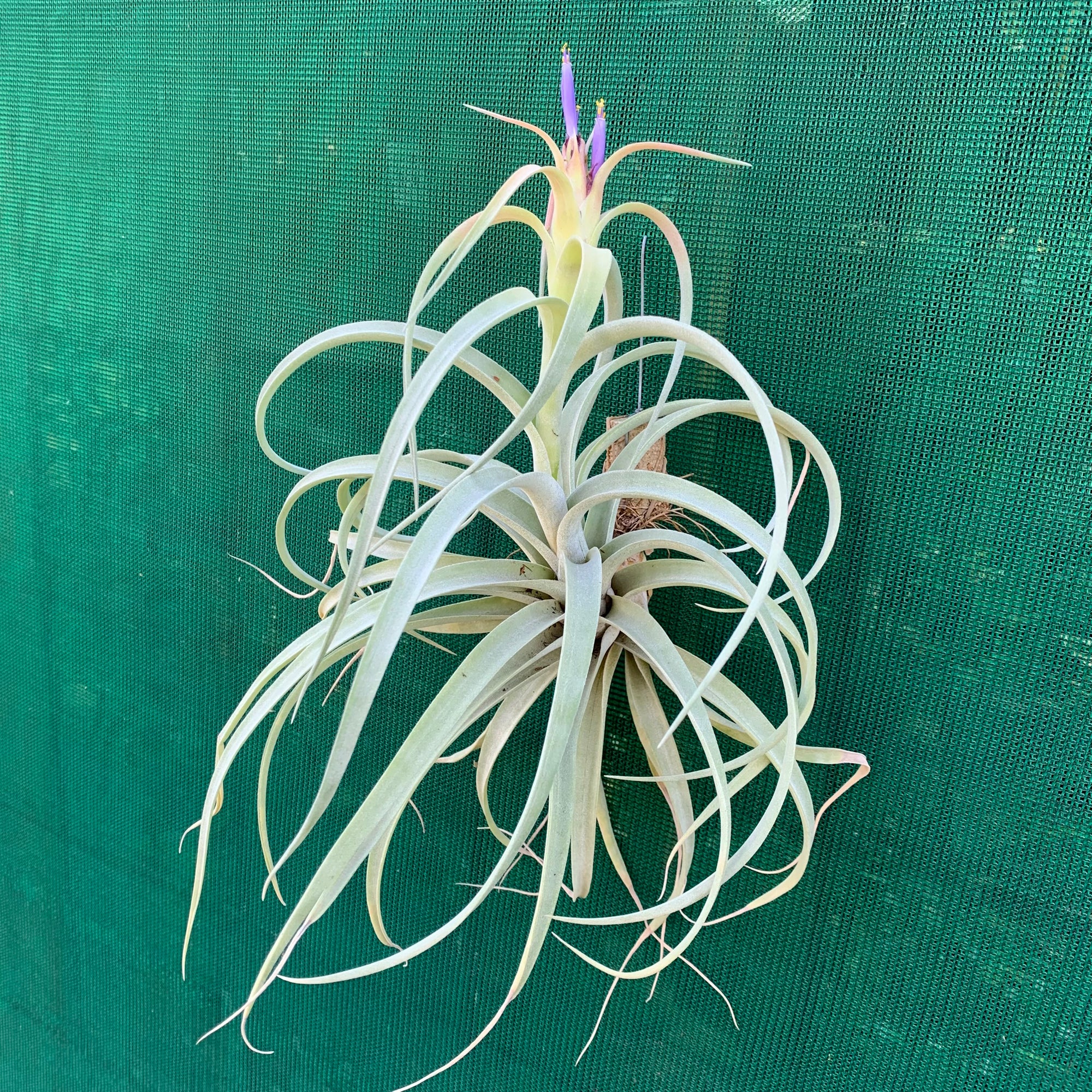 Tillandsia - Pink Velvet ex. Tropiflora