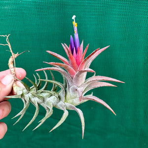 Tillandsia - vanhyningii ex. CC