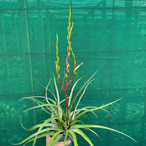 Tillandsia - limbata ex. SN NEW