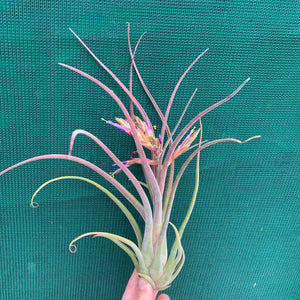 Tillandsia - Bishop John Fishcher