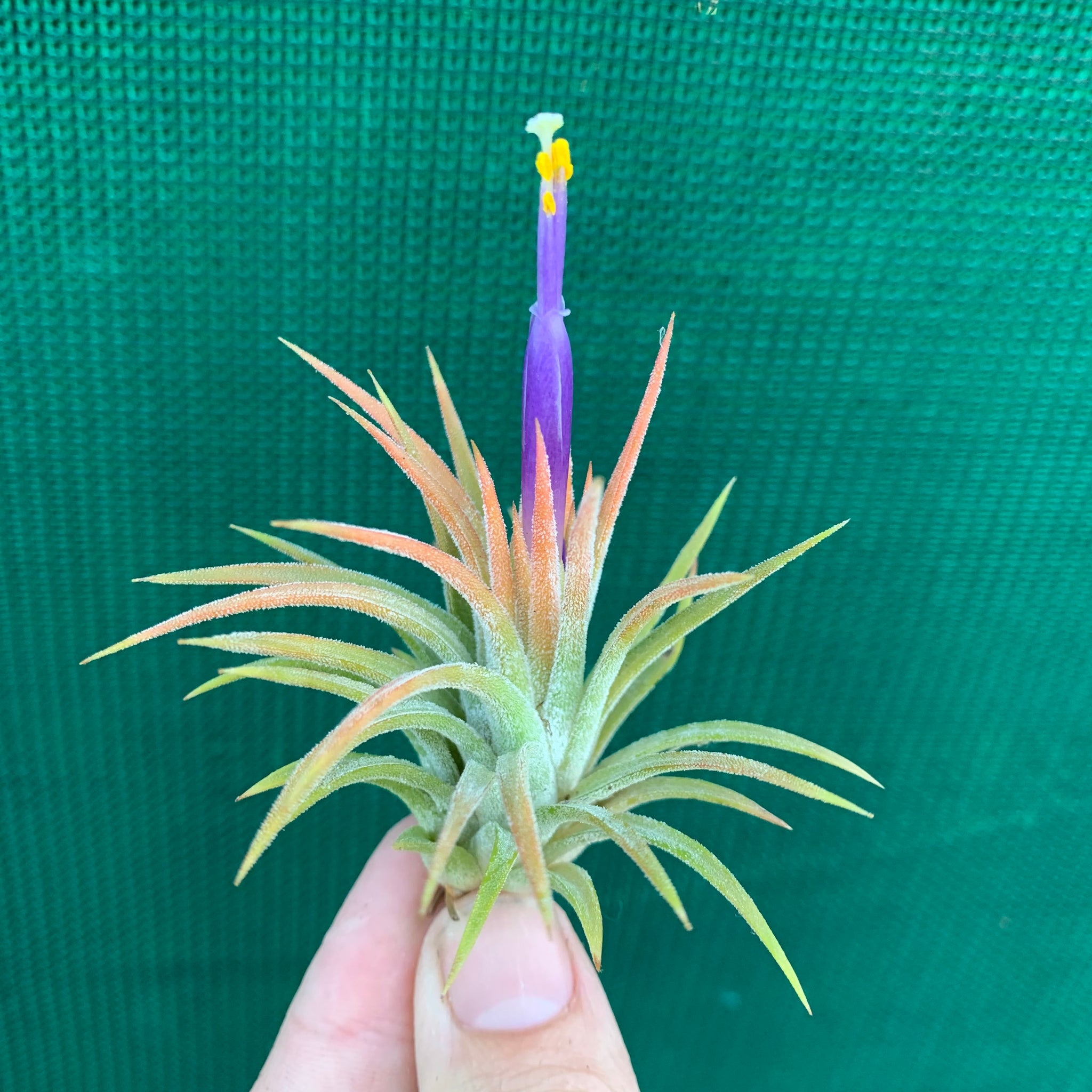 orange air plant Tillandsia - ionantha 'Tall Orange' ex. BD