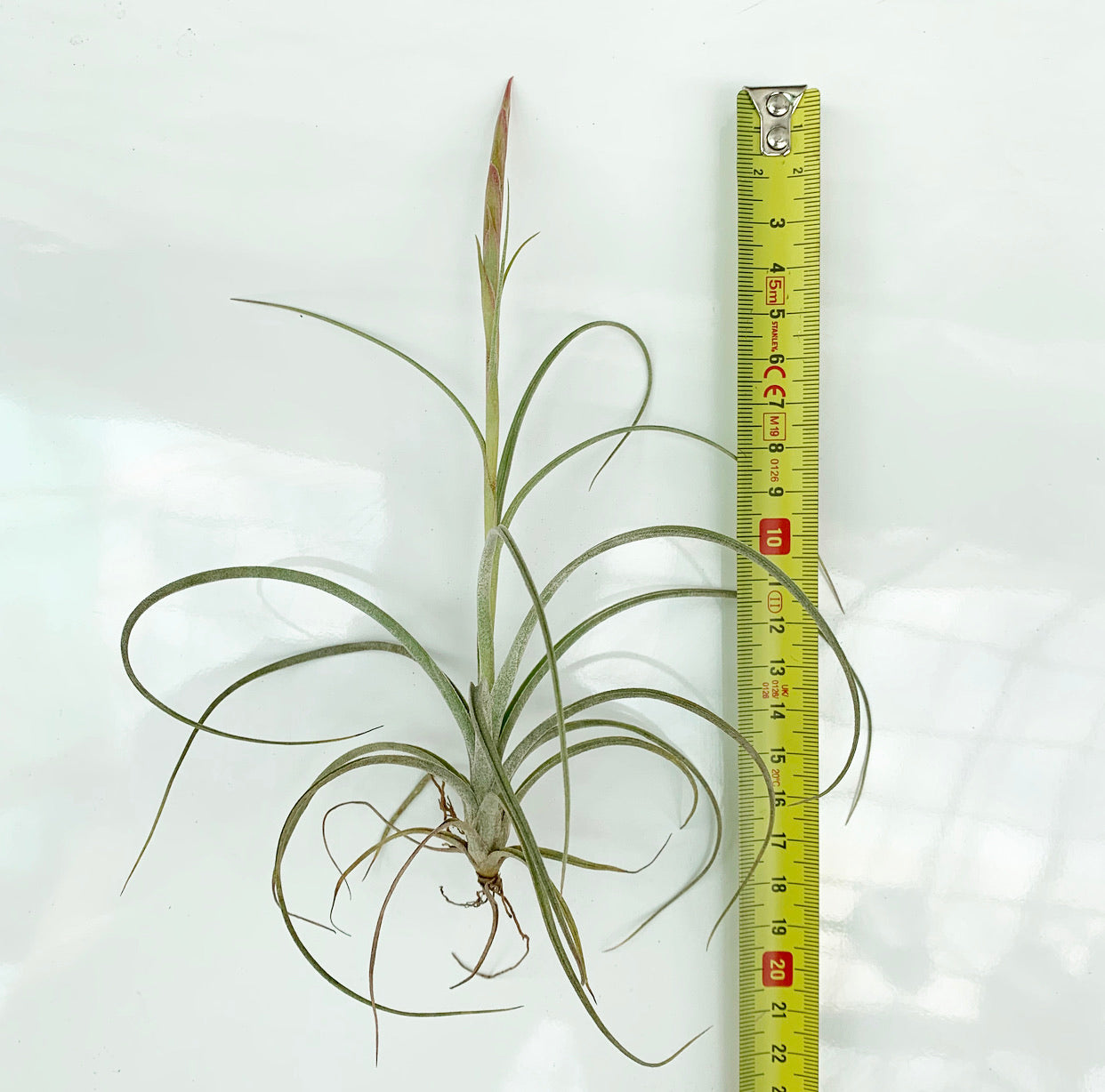 Tillandsia - Cumi-Cumi