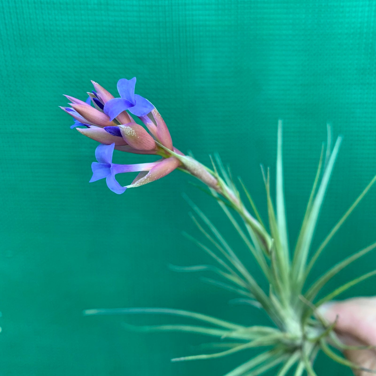 Tillandsia - Purple Razz ex. BG