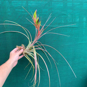 Tillandsia - Widgee ‘Large Form’