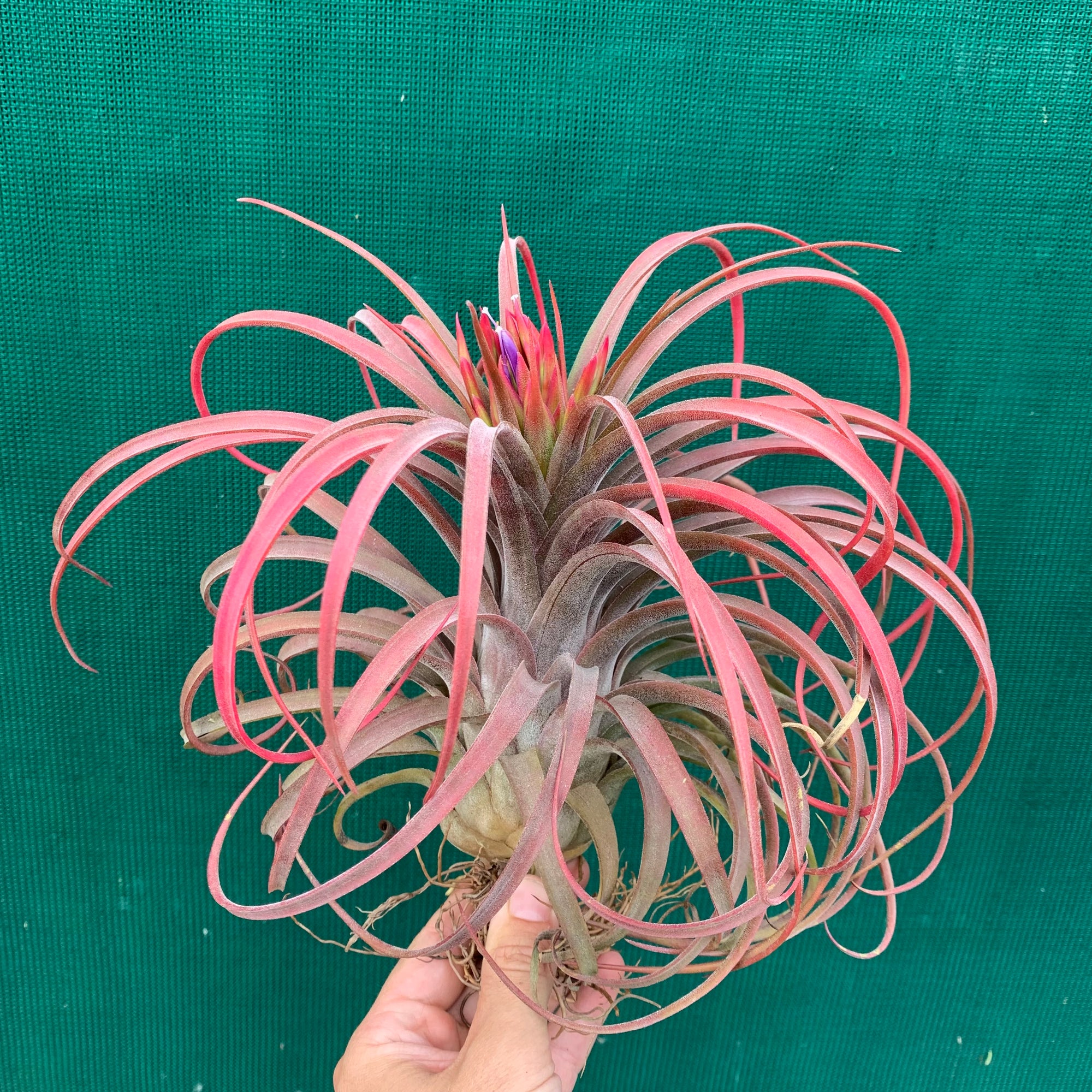 Tillandsia - Eric The Red