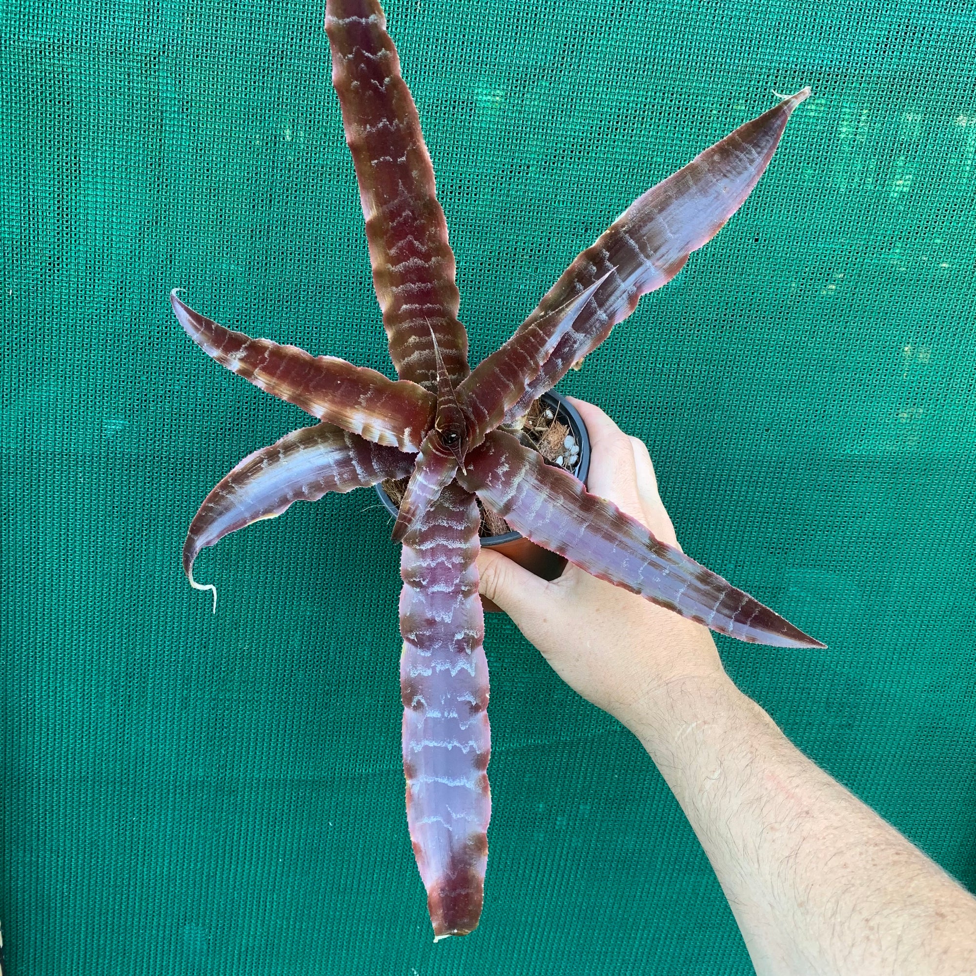 Cryptanthus - San Juan