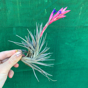 Tillandsia - Purple Gem