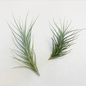 Tillandsia - heteromorpha ex. CC