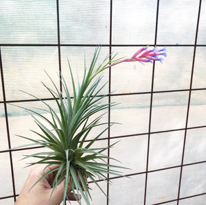 Tillandsia - tenuifolia ‘Giant’ ex. CC