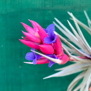 Tillandsia - Purple Gem