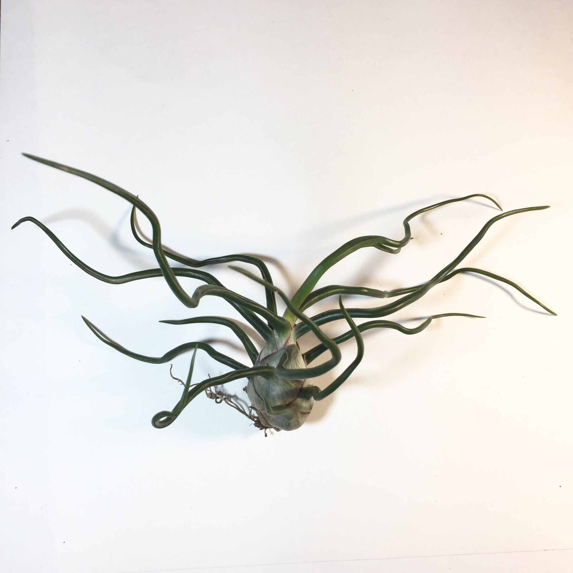 Tillandsia - bulbosa