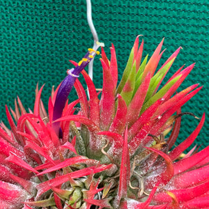 Tillandsia - ionantha 'Fuego' ex. RFI