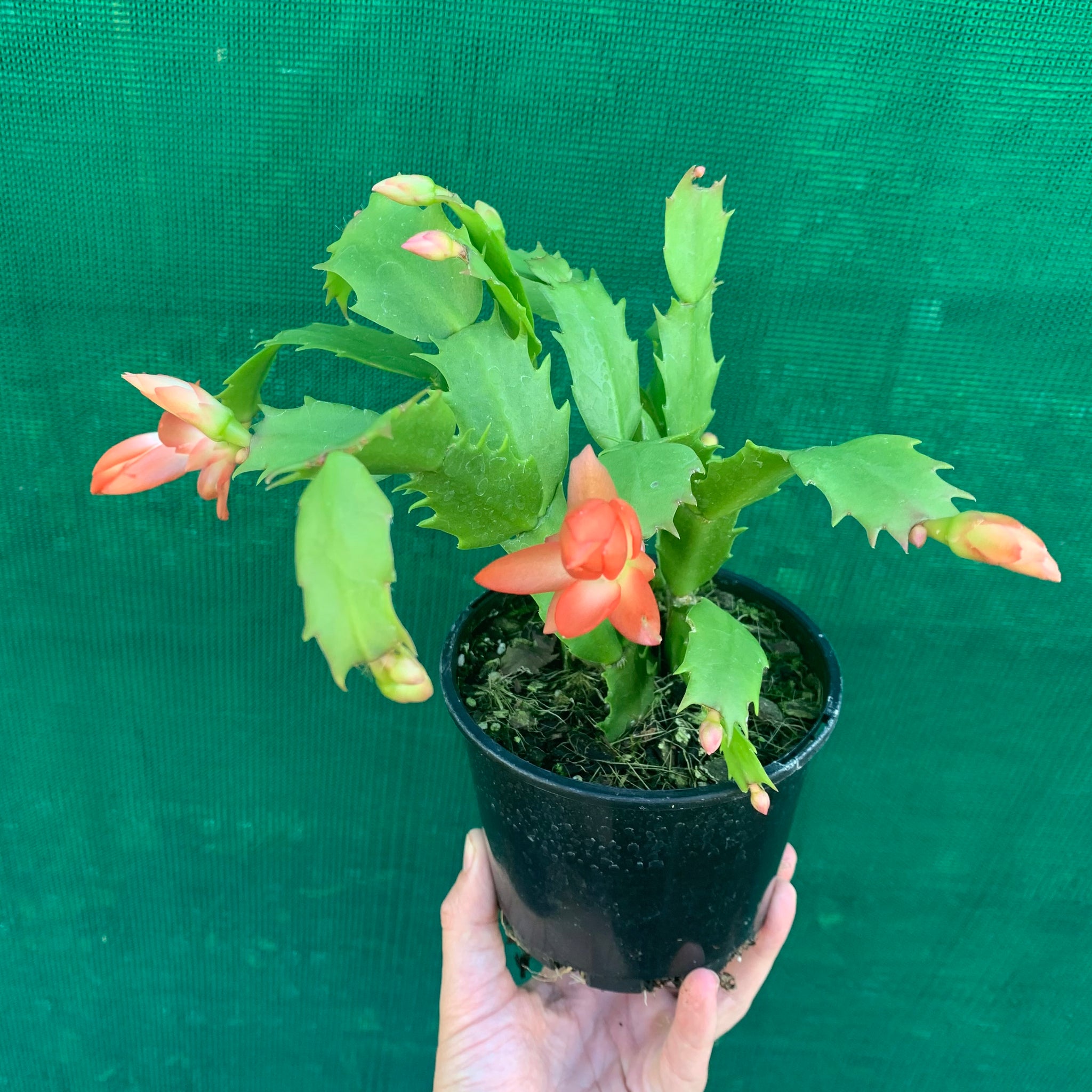 zygo cactus soil Zygocactus Christmas Cheer