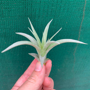 Tillandsia - Jackie Loinaz